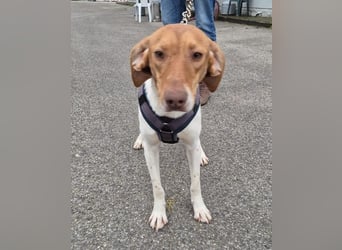 KATRA, Schmusebacke, 1 Jahr, 45 cm, Mischling, Tierschutz, Pflegestelle 57635