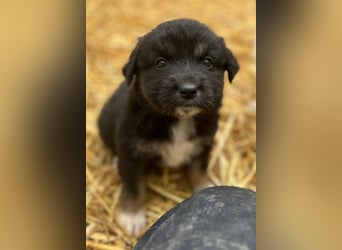 STELUTA, süßes Leckermäulchen, 4 Monate, 38 cm, Mischlingsmädchen, Tierschutz Rumänien