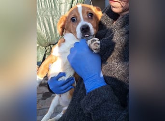 ⭐️Boros⭐️, Hundekind, Rüde, 5 Monate, 22cm (im Wachstum), Mischling, Tierschutz Rumänien