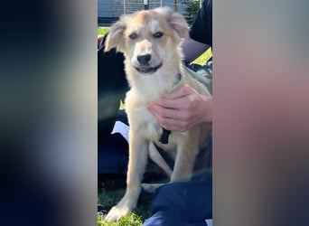 KORBEL, schlauer Schatz, 5 Monate, 41 cm, Mischlingsjunge, Pflegestelle 51503, Tierschutz Rumänien