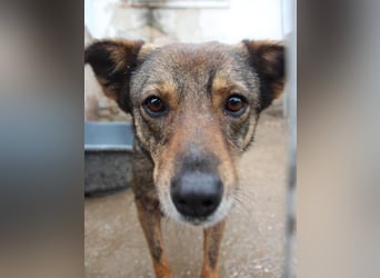 ⭐️FIONA⭐️, Hündin, 4,5 Jahre, 44 cm, Mischling, Tierschutz