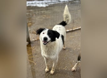 ⭐️SNOOPY⭐️, Spaßvogel und Spielkamerad, Rüde, 1 Jahr, 46cm, Mischling, Tierschutz