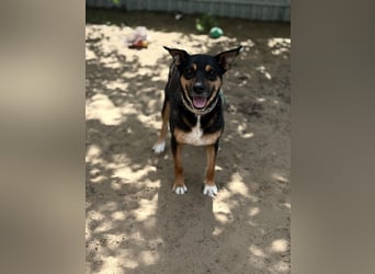 Hugi sucht einen Wegbegleiter