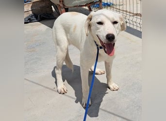 Labrador Mix Bruce möchte Rumänien schnell verlassen