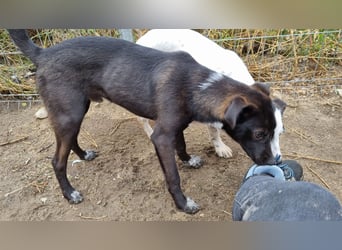 ⭐️SMOKY⭐️, sportlicher Rüde, 1 Jahr, 46 cm, Mischling, Tierschutz