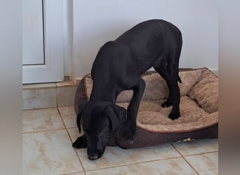 Der kleine Hermit sucht sehnsüchtig ein Zuhause