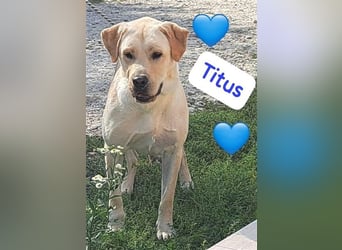 Labrador Titus mit dem Hundeblick