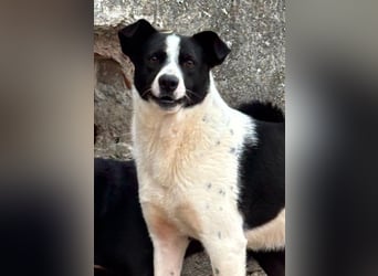 ⭐️PANDA⭐️, Rüde, 4 Jahre, 45 cm, Mischling, Tierschutz Rumänien
