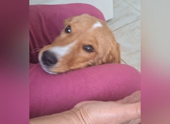 Junghund Zorel sucht sein Glück auf vier Pfoten