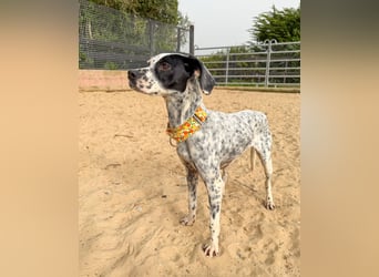 Zauberhafte Dotti wartet auf unserem Tierschutzhof in Portugal auf dich!