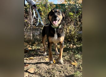 Hugi sucht einen Wegbegleiter