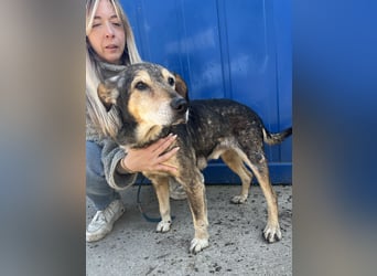 Akela sucht einen Gnadenplatz