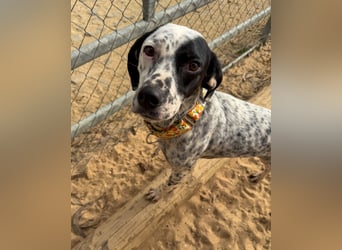 Zauberhafte Dotti wartet auf unserem Tierschutzhof in Portugal auf dich!