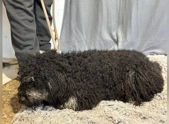 Samu möchte dir sein Herz schenken