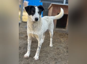 ⭐️SNOW⭐️, Herzensbrecher, Rüde, 1 Jahr, 46cm, Mischling, Tierschutz