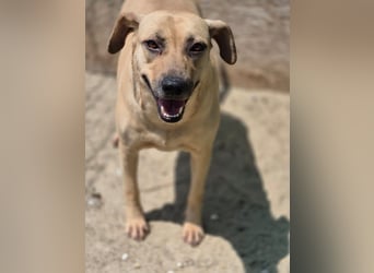 ⭐️MELINA⭐️absolute Frohnatur, Hündin, 3 Jahre, 48 cm, Mischling, Tierschutz