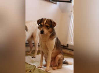 ⭐️TIMENTES⭐️, ganz charmante Hündin, 6 Jahre, 48 cm, Mischling, Tierschutz