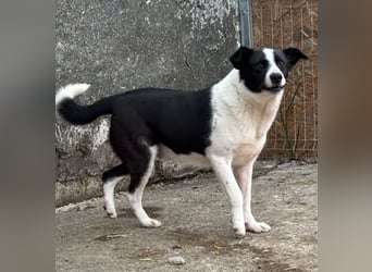 ⭐️PANDA⭐️, Rüde, 4 Jahre, 45 cm, Mischling, Tierschutz Rumänien