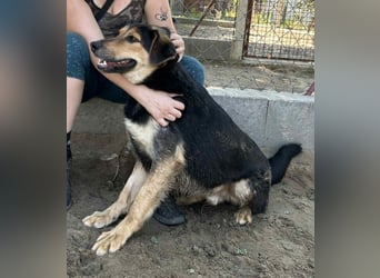 Kerubin, toller Hundemann