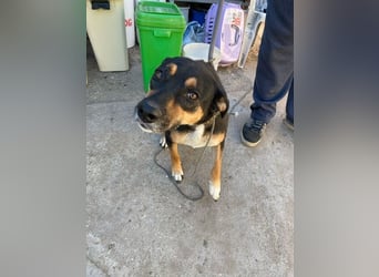 Hugi sucht einen Wegbegleiter