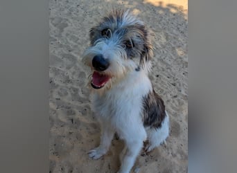 Liebenswerte Elva wartet in Portugal auf unserem Tierschutzhof!