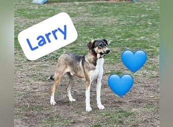 Rüde Larry ist ein prima Kerl. Er lebt in Rumänien bei der Ärztin die ihn gerettet hat