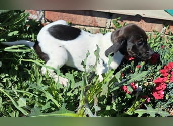 Hallie ist bald bereit ihr Für-immer-Zuhause