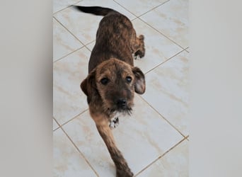 Clara sucht ihr Für immer Zuhause