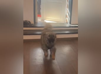 HEARTY, zuckersüßes Spielkind, 1 Jahr, 41 cm, Mischlingsmädchen, Tierschutz Rumänien