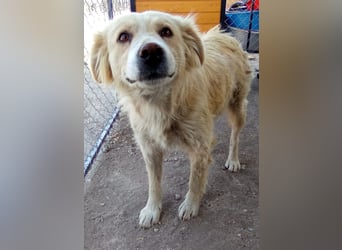 FINCHEN, Herz aus Gold, 5 Jahre, 45 cm, Mischlingshündin, Tierschutz Rumänien