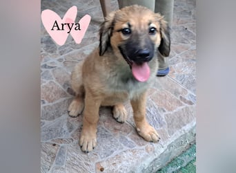 Die süße Arya sucht ihr Glück