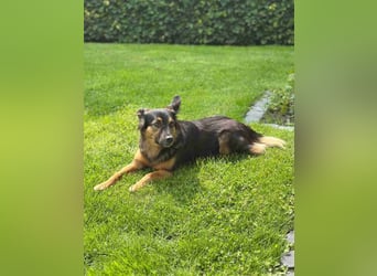 BRYNJA, sensible Angsthündin, 4 Jahre, 42 cm, Mischling, 48301 Nottuln, Tierschutz
