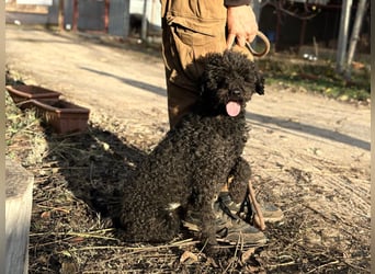 Felda - Sucht ihr Zuhause für immer!