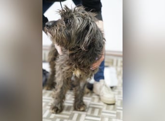 SPARTACUS, wunderbarer Wuschel, Rüde, 9 Monate, 46 cm, Mischling, Tierschutz Rumänien