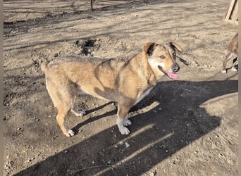 Hündin Bernstein stellt sich vor