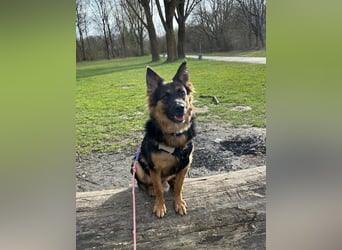 Engel Talih sucht dringend seine neue Familie