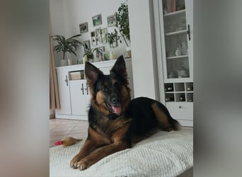 Engel Talih sucht dringend seine neue Familie