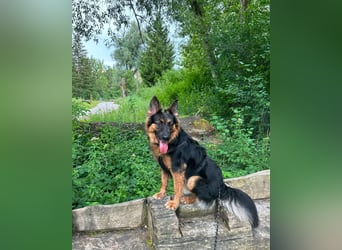 Engel Talih sucht dringend seine neue Familie