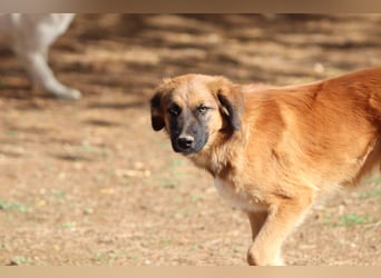 Akis - Ein Hundejunge zum Verlieben