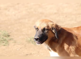 Akis - Ein Hundejunge zum Verlieben