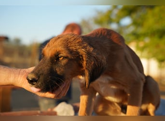 Akis - Ein Hundejunge zum Verlieben