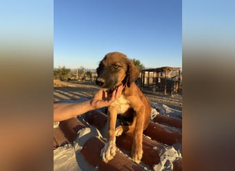 Akis - Ein Hundejunge zum Verlieben