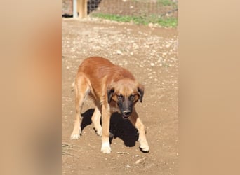 Akis - Ein Hundejunge zum Verlieben