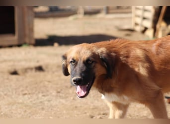 Akis - Ein Hundejunge zum Verlieben