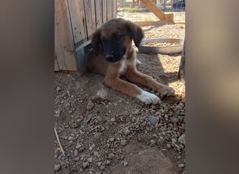 Akis - Ein Hundejunge zum Verlieben