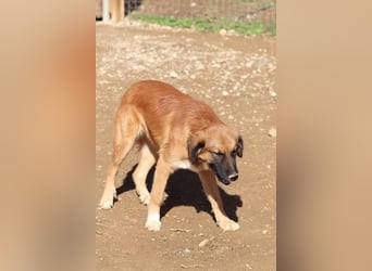 Akis - Ein Hundejunge zum Verlieben