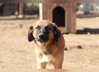 Akis - Ein Hundejunge zum Verlieben