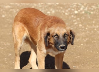 Akis - Ein Hundejunge zum Verlieben