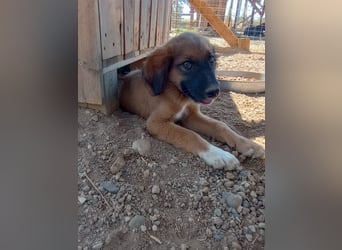 Akis - Ein Hundejunge zum Verlieben