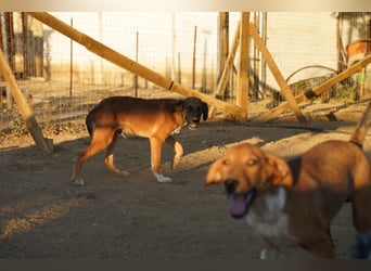 Akis - Ein Hundejunge zum Verlieben